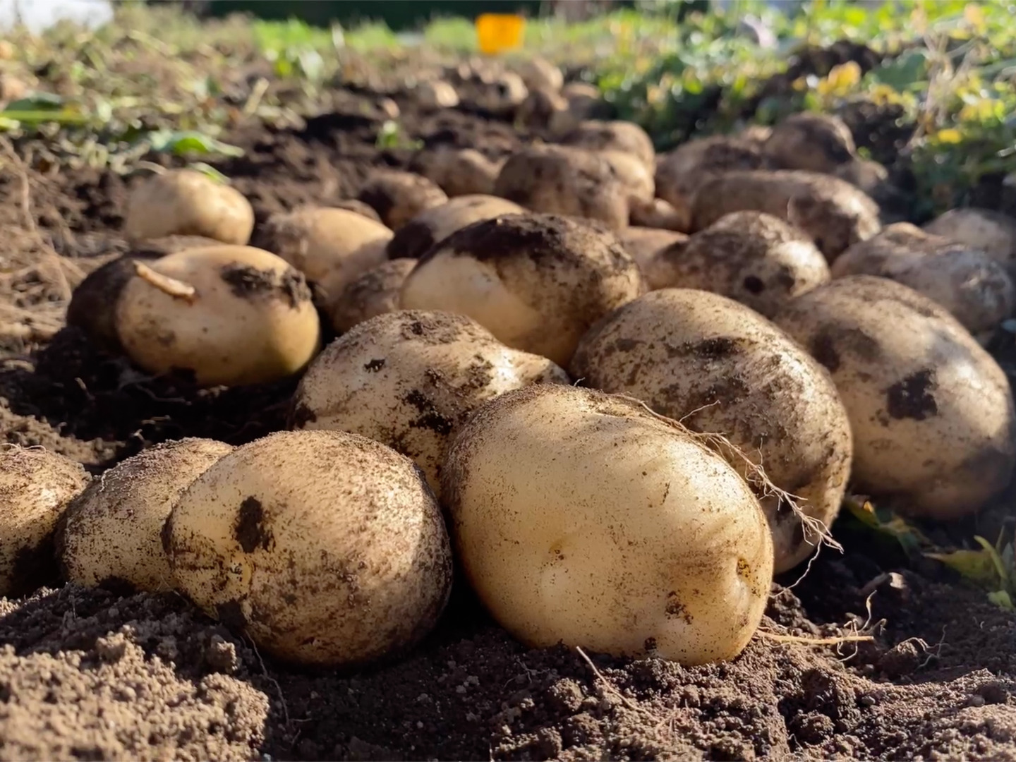 ◎春ウコン 自然栽培　種芋　20kg◎ ◎春ウコン 自然栽培 種芋 20kg◎