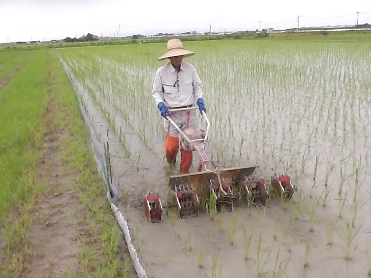 ありがとう】🌸🌸🌸『神の力』玄米5kg（コシヒカリ）：佐賀県産