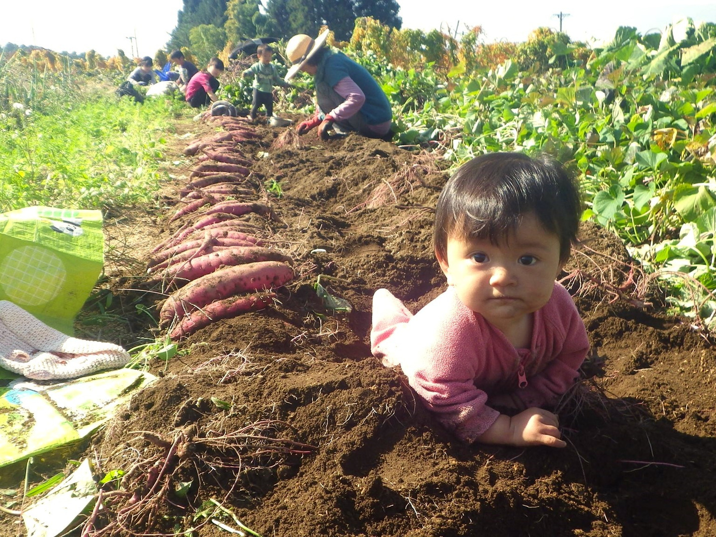ポン太さん専用 自然農　さつまいも　紅はるか　べにはるか　10㌔ 楽天市場】熊本県産 さつまいも 紅はるか 熟成生芋5kg 選べる