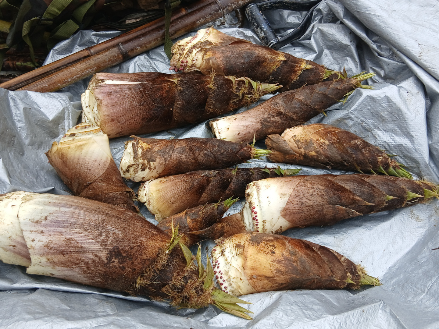 孟宗竹の筍 8Kg 宮崎県 産地直送 農薬、肥料は一切つかわず、自然栽培