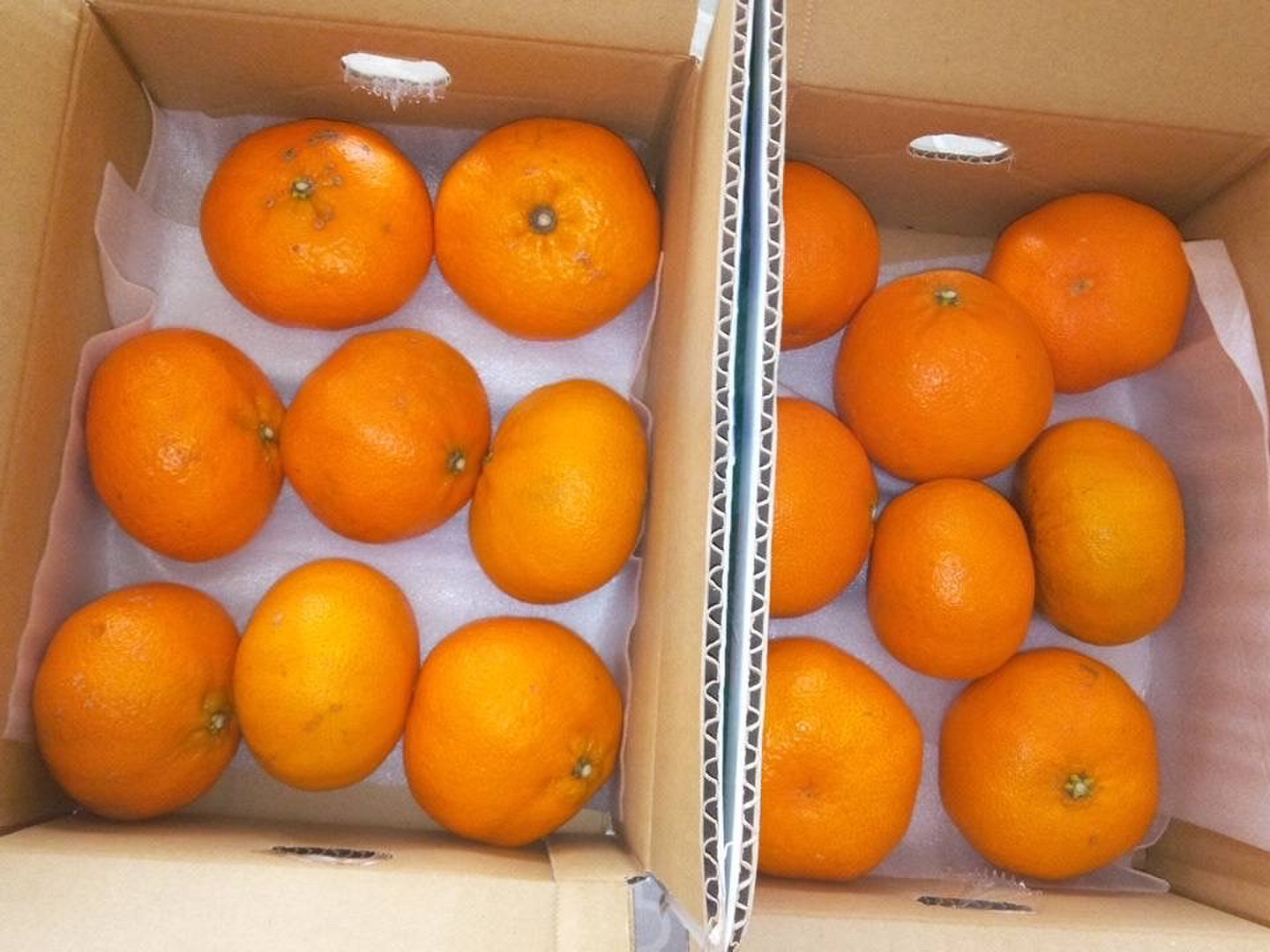【通販激安】 早割】【甘みぎっっしり！】シャキシャキ甘い♪♪ 甘平 （ご家庭 果物