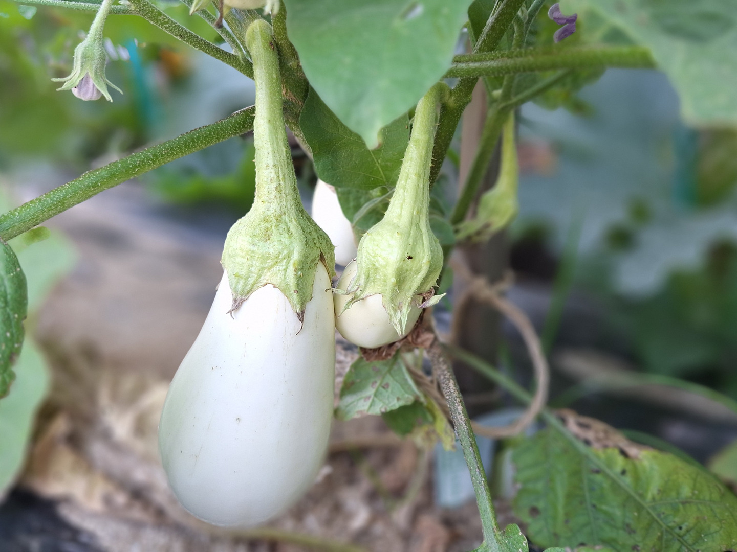りんりん様野菜セット 果物追加 農薬化学肥料不使用】旬の野菜セット(80サイズ7-8品)：愛媛県産