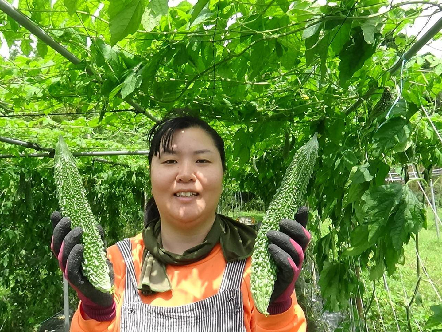 楽天市場】訳あり（かぼちゃ｜野菜・きのこ）：食品の通販