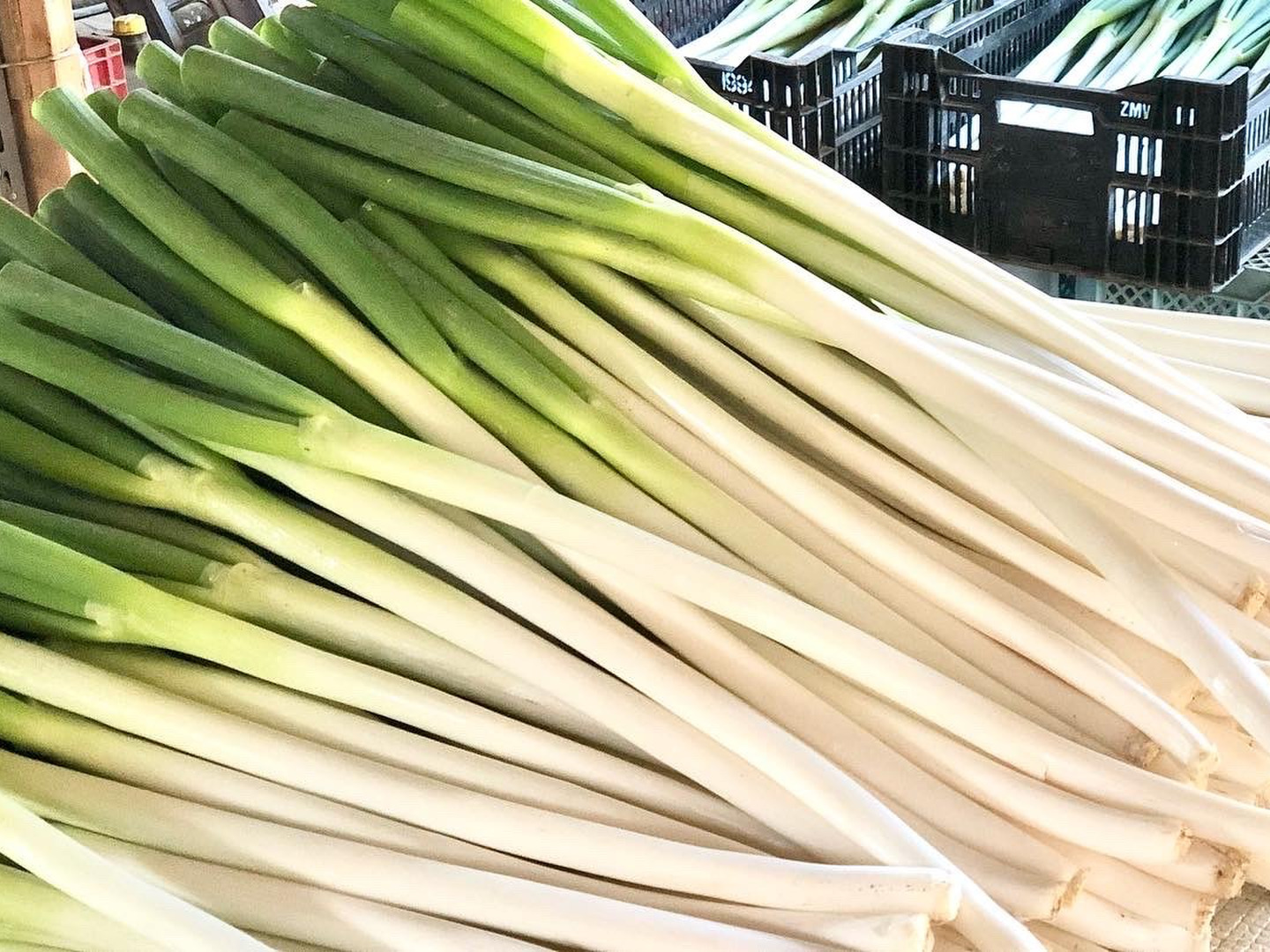 新鮮ネギ（長ネギ）　茨城県産　農家直送　12kg be293632e6eda0d05b89665f6681f9