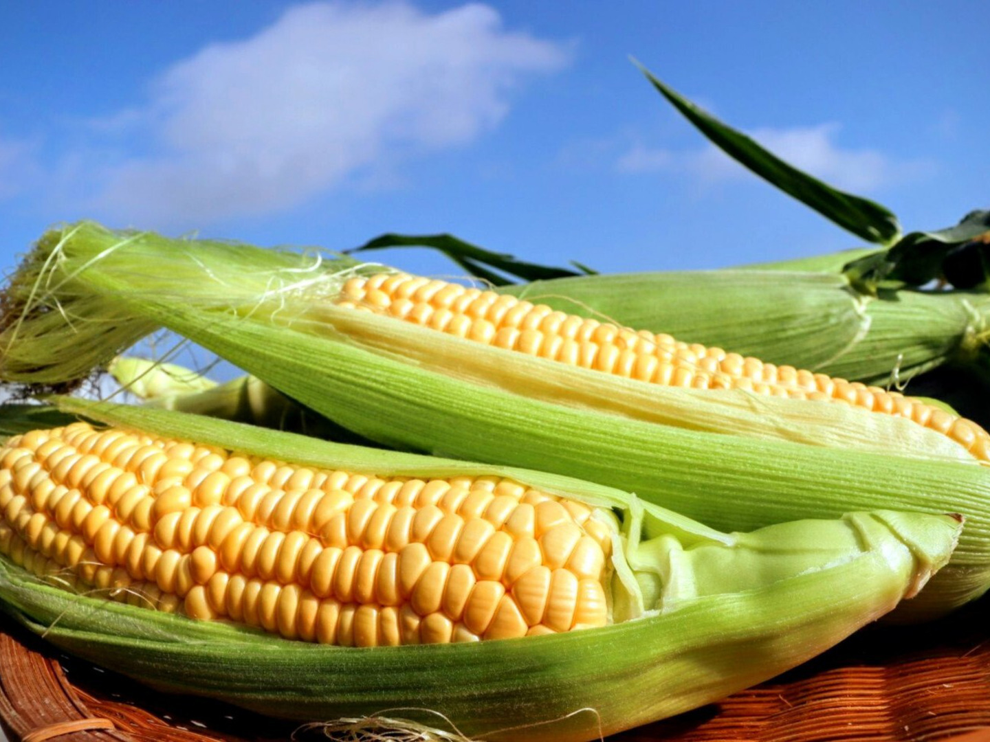 食べたら幸せ！極甘とうもろこし！天使のコーン2.5kg(2Lサイズ5～6本