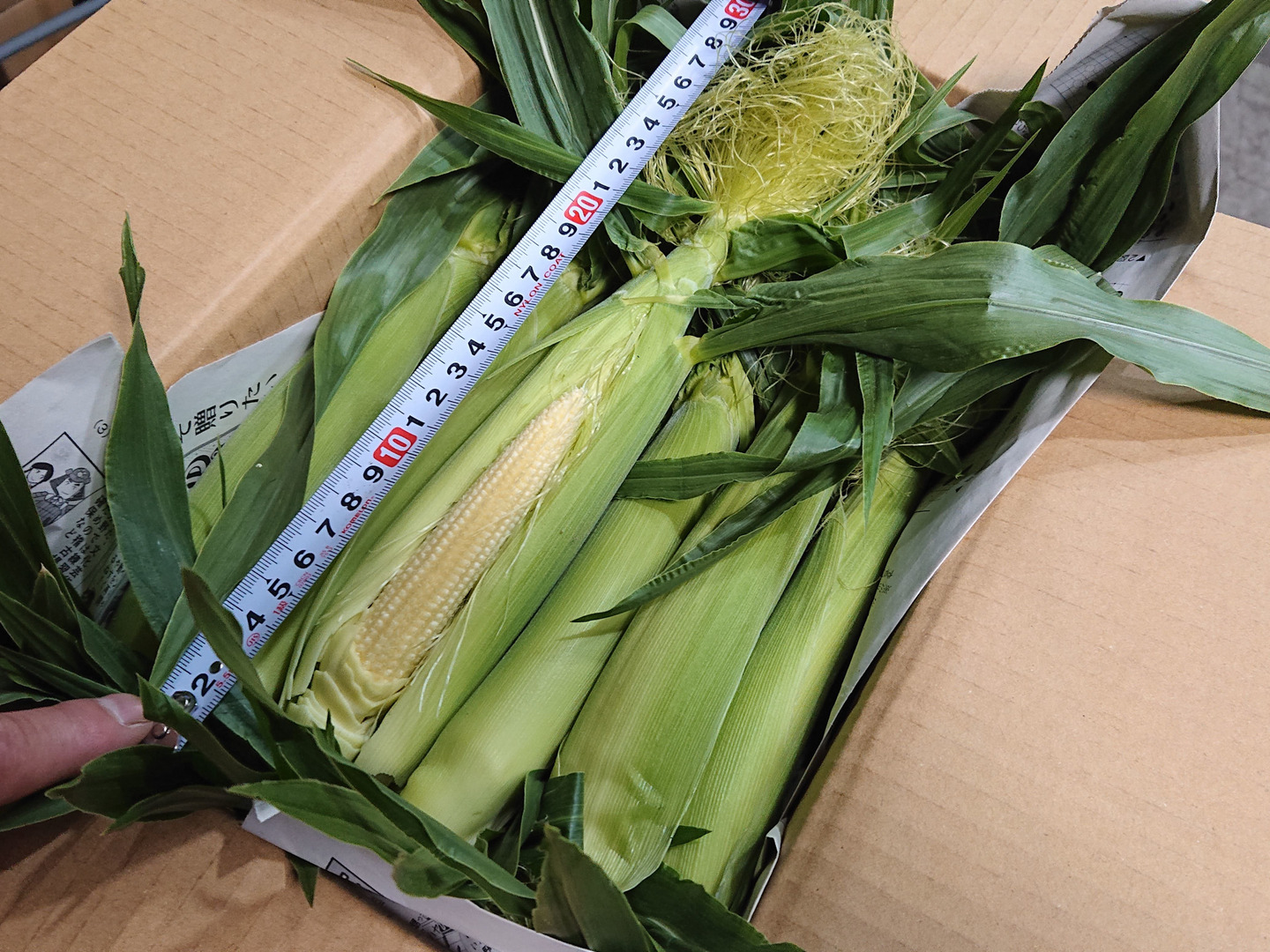 a73ヤングコーン ベビーコーン 山梨県産 100本➕おまけ 野菜