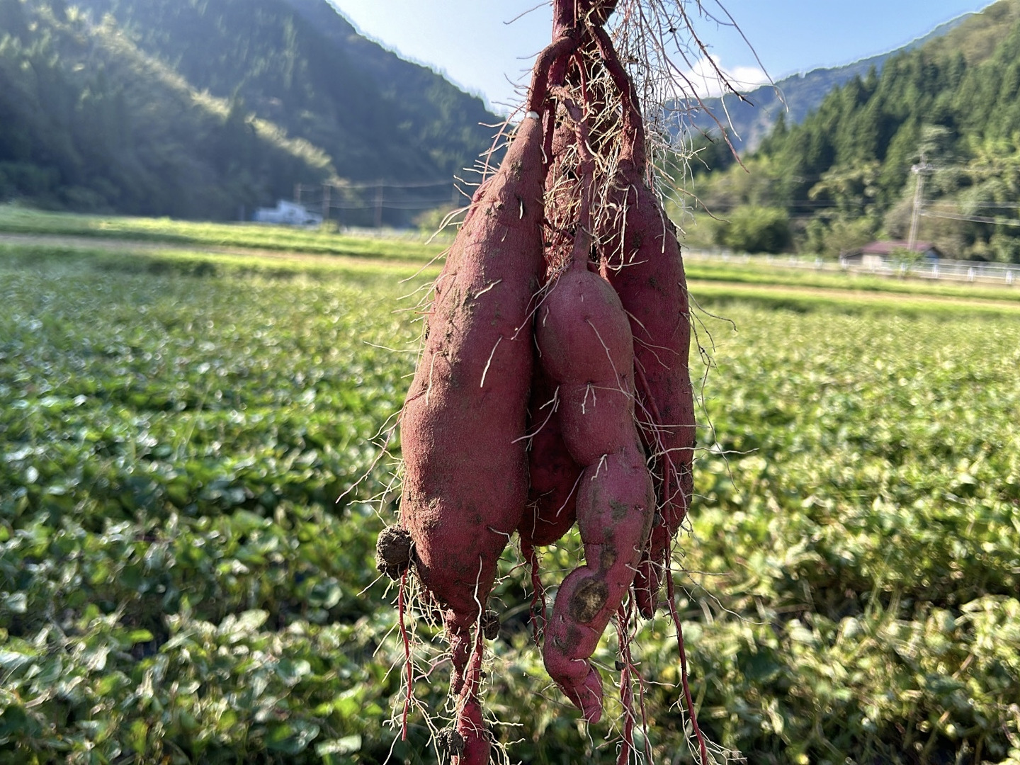 熟成紅あずま さつまいも 大分県豊後大野市超熟成紅あずま20kg 訳あり】紅あずま7kg(箱入) 熟成期間1ヶ月超！ さつまいも