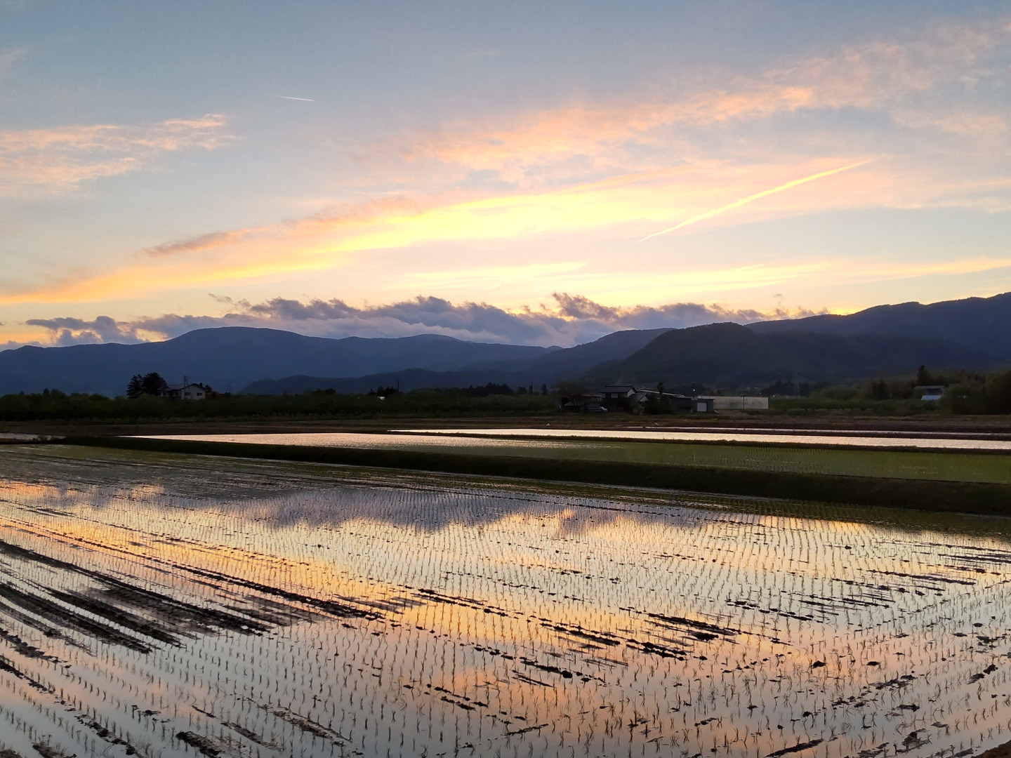 🌾新米10kg🌾コシヒカリ玄米🌾令和6年新米【予約販売です 🌾新米10kg🌾コシヒカリ玄米🌾令和6年新米【予約販売です