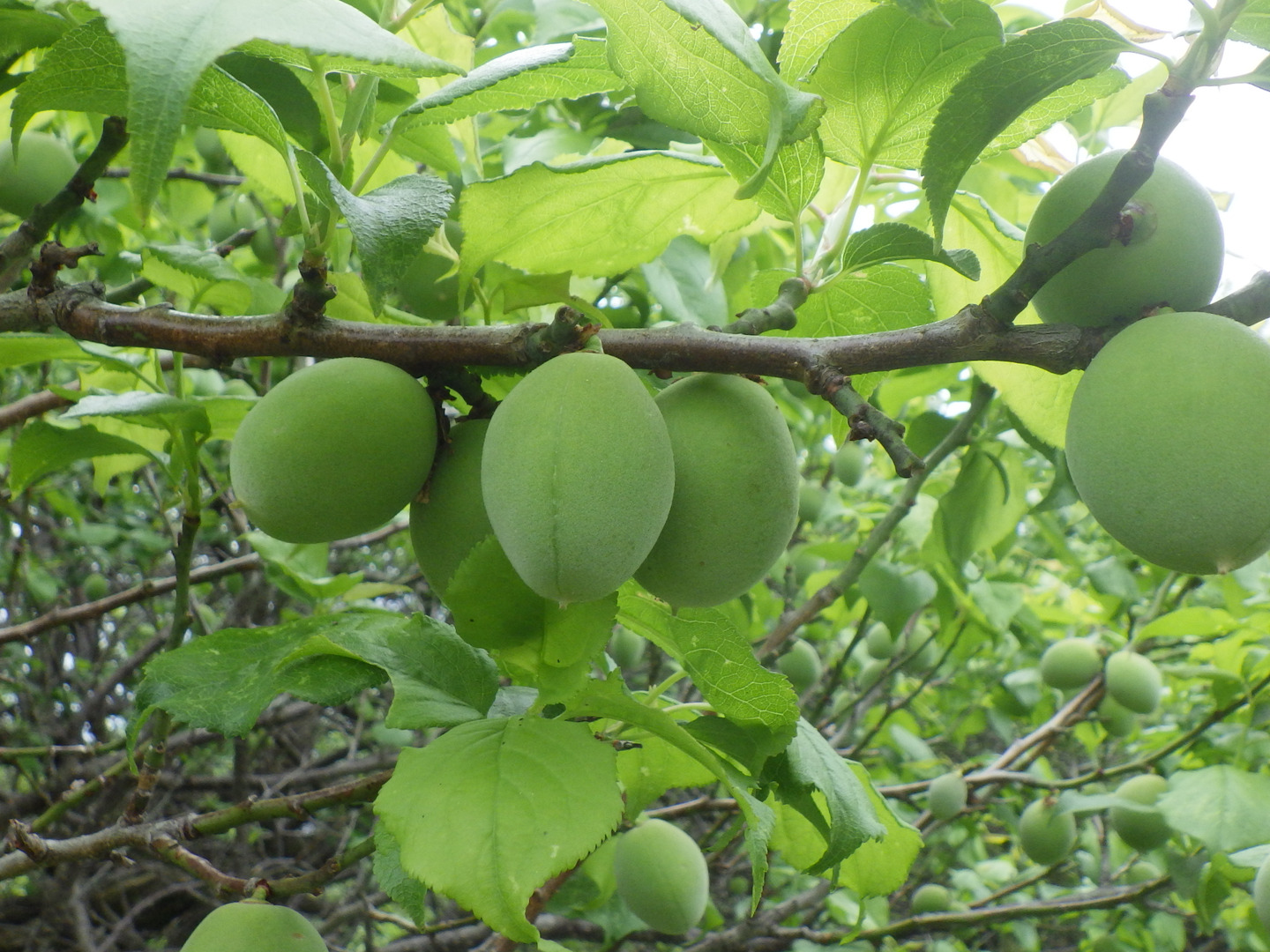 南高梅】自然栽培 農薬不使用の安心梅！サイズ混合10kg：群馬県