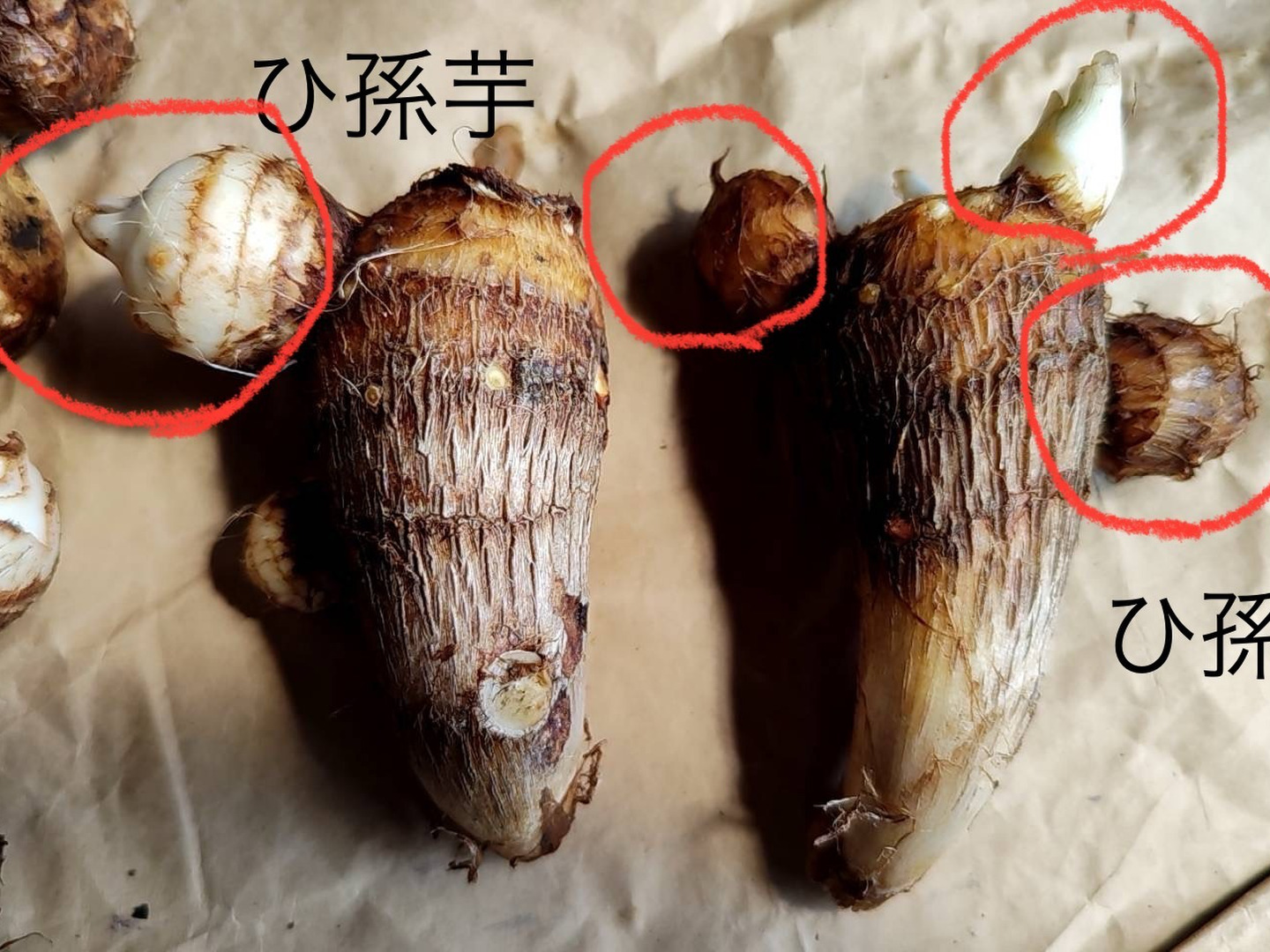 サトイモ】ねっとりもっちり 栽培期間中農薬不使用 希少在来種