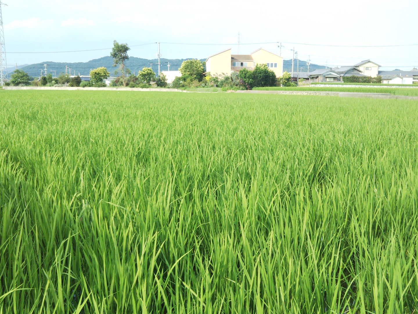 令和5年度】9月下旬に収穫！淡路島で育てたキヌヒカリ白米10kg