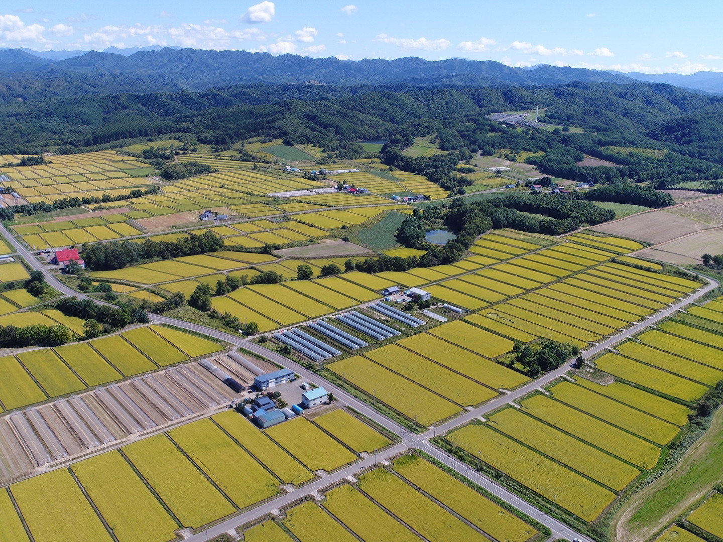 新米】北海道米ゆめぴりか白米10キロ:北海道産のお米|食べ 新米】北海道米ゆめぴりか白米10キロ:北海道産のお米|食べ