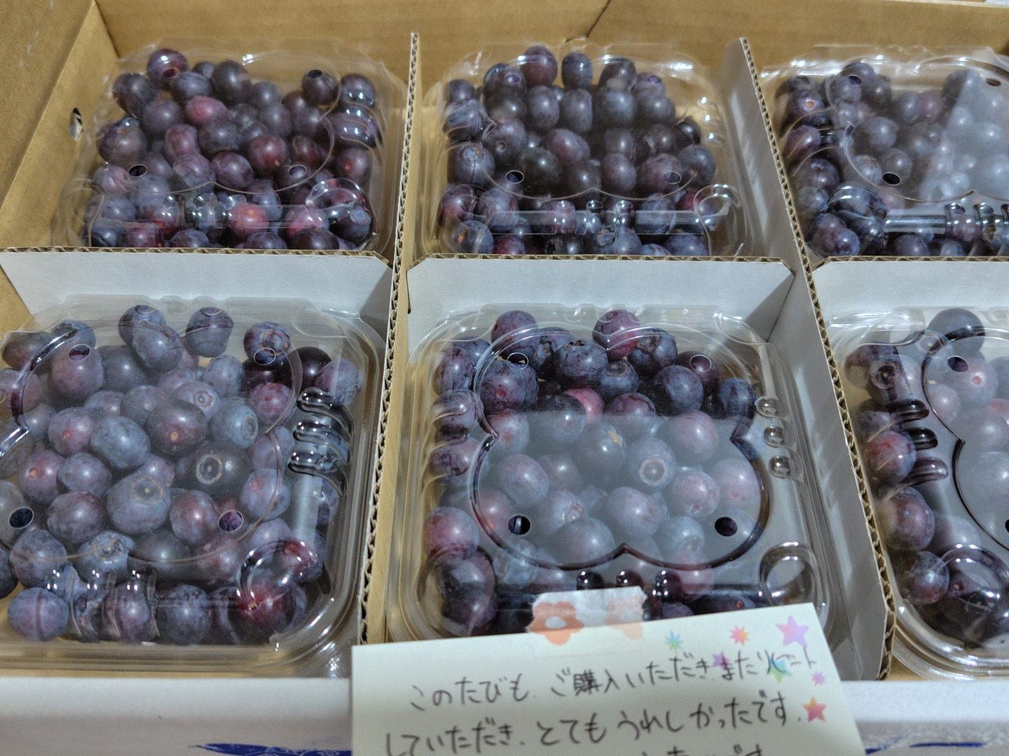 摘みたて 農薬不使用 千葉県産 生ブルーベリー 加工用 B品100g×6パック