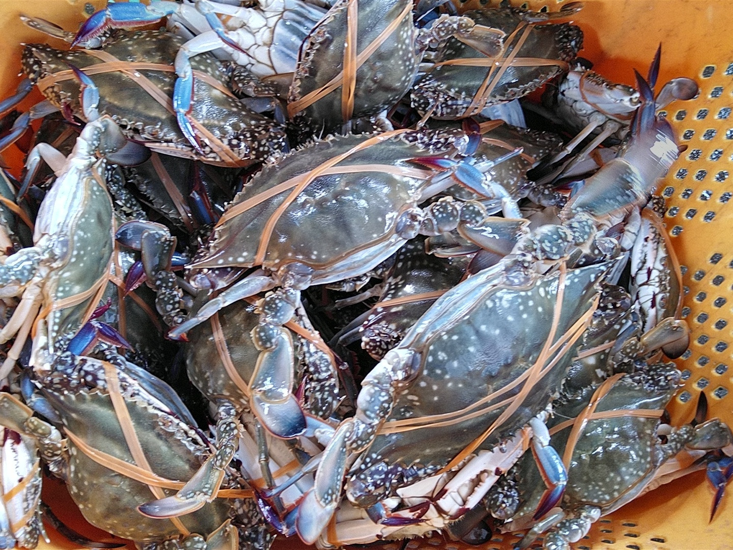 特大 ずわいがに 脚 3kg (3L・4Lサイズ) - カニ缶詰のOH!GLE