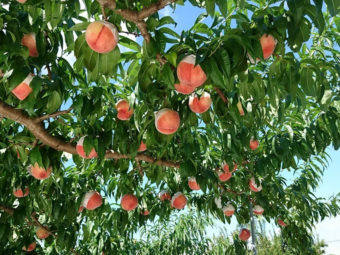 【クール便利用】山梨県産 ギフト用高級特大桃 5kg Amazon.co.jp: 山梨県産 桃 特秀 約1.5Kg 白鳳 白桃 黄金桃 山梨