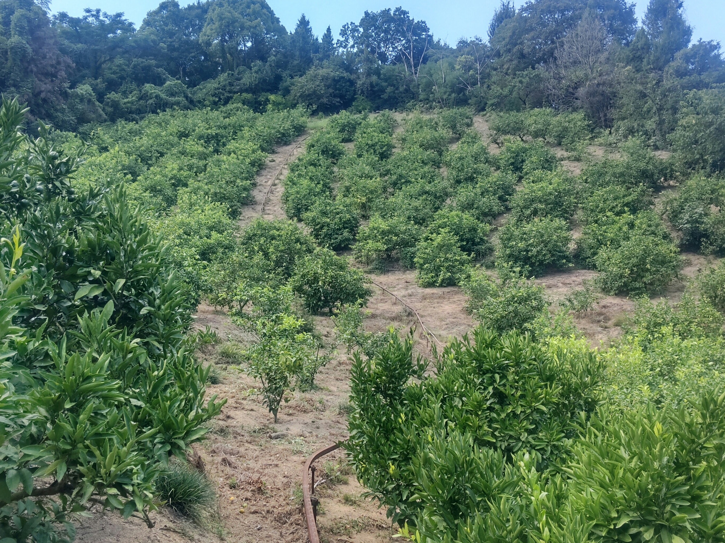 予約受付中！訳あり鹿児島DEKO（不知火）約10K サイズ混合 商品