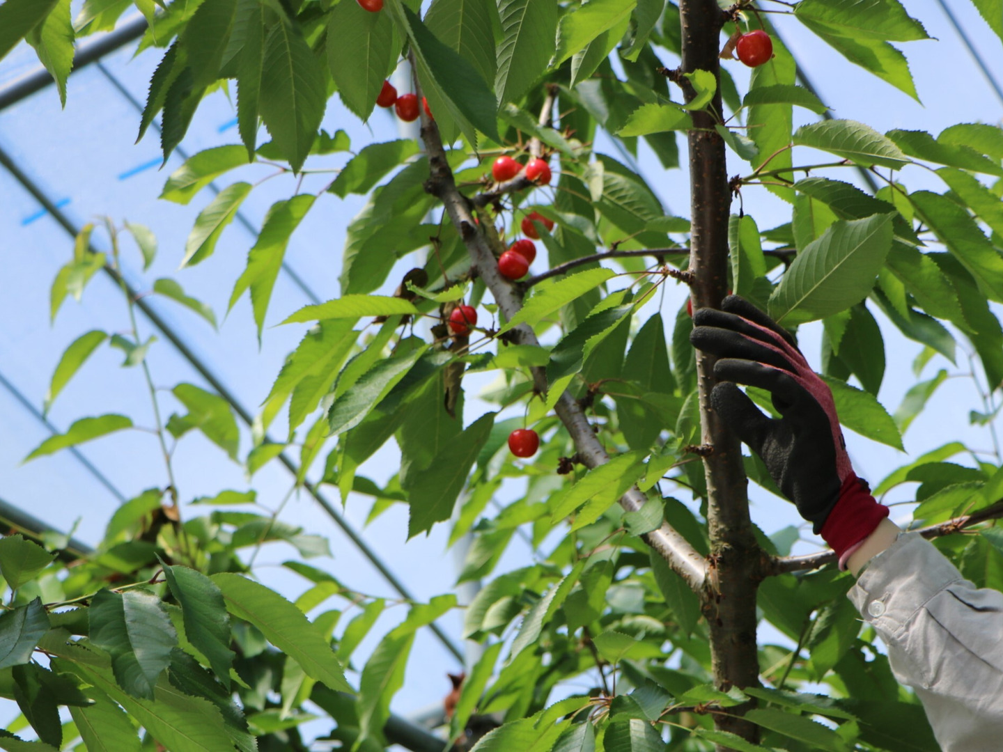 【訳あり大特価!!】色薄紅秀峰3kg Lサイズ以上 青森県産 果樹園直送 楽天市場】【産地直送】 青森県産 さくらんぼ 紅秀峰 1kg