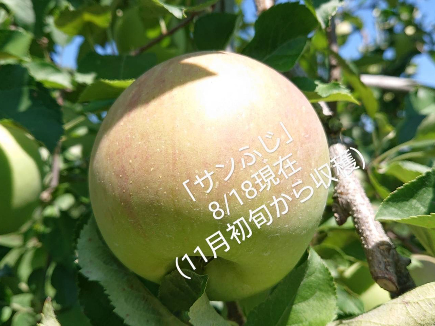 安曇野産ふじゴールド10キロ 楽天市場】フジ 安曇野 10キロの通販