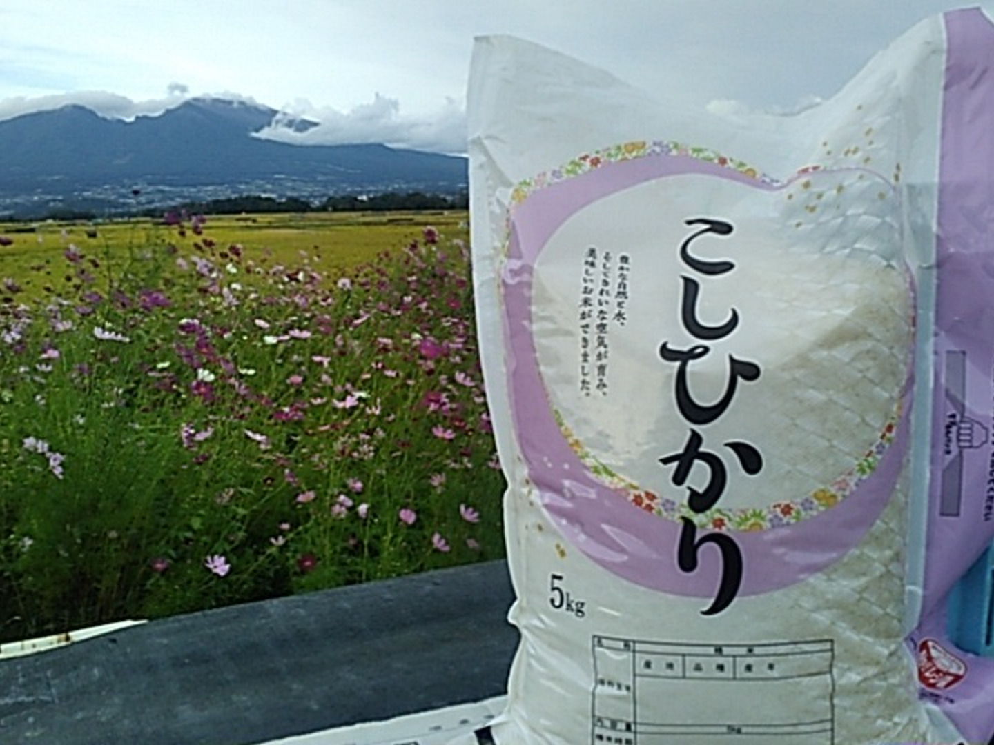 値下げ お米コメ   籾２５㌔   R７年産  コシヒカリ  長野市 643411ed36dd4a00c5ea9a99a6b66a