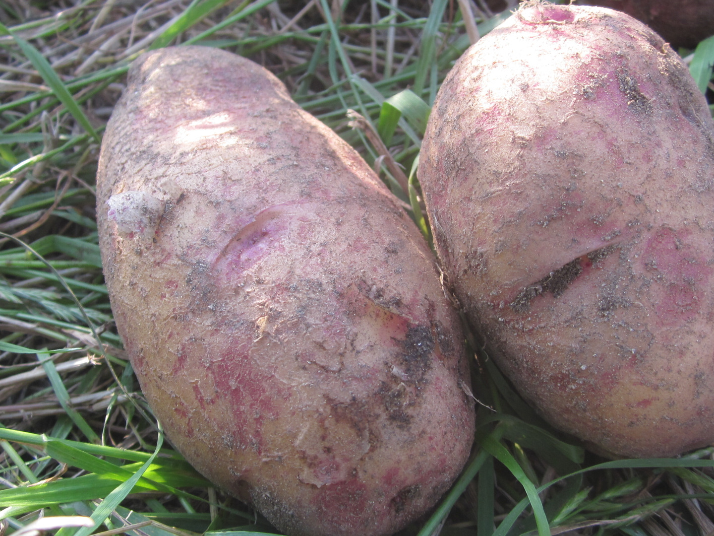 瀬戸内よりお届け！希少な俵品種のじゃがいも 4種類4㎏詰め