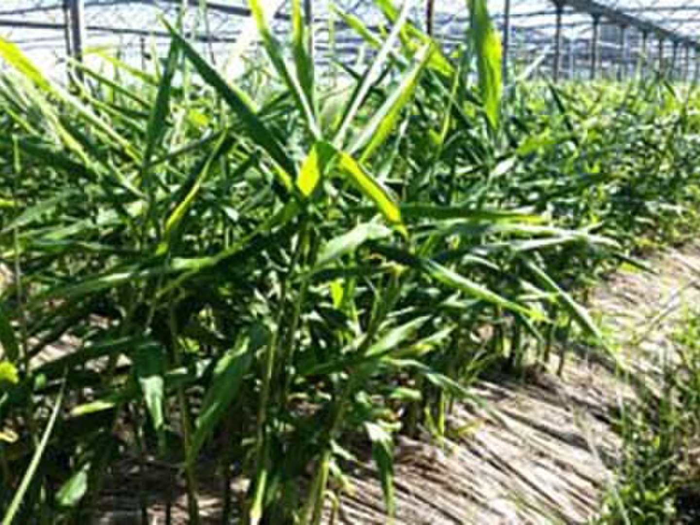 熟成囲い生姜！！（6kg）：長崎県産のその他薬味・スパイス
