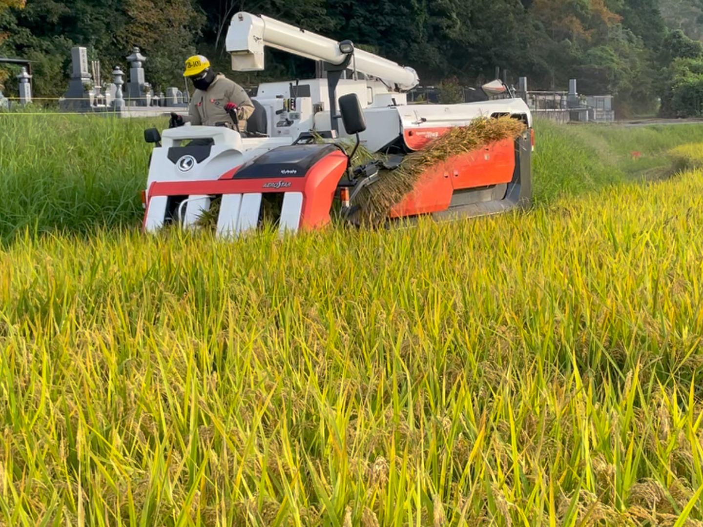 🟢令和6年産🟢 特別栽培米🌾きぬむすめ10kg（精米後9kg）：岡山