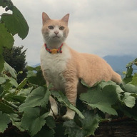 グリーンファーム山梨