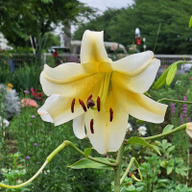 幻のポポー　冷凍 5KG 真空パックにて配送します。小分けも対応 b1541b2d35c2a7869d0d5397b22e61