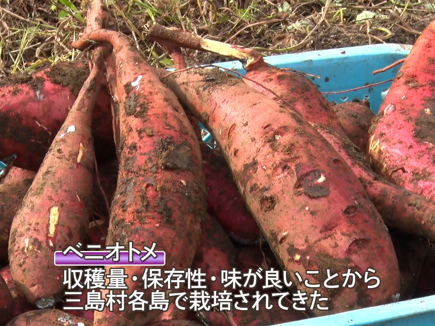 中村勘三郎　十三回忌追善　三島村歌舞伎　俊寛　公演記念　焼酎　木箱　720ml 数量限定】長期貯蔵古酒みしま村 十八世中村勘三郎十三回忌追善