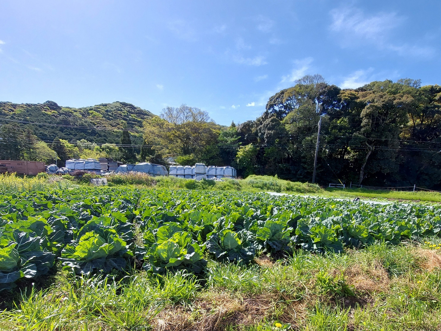 クール便 今が旬 サワ－キャベツ訳あり：愛知県産のその他