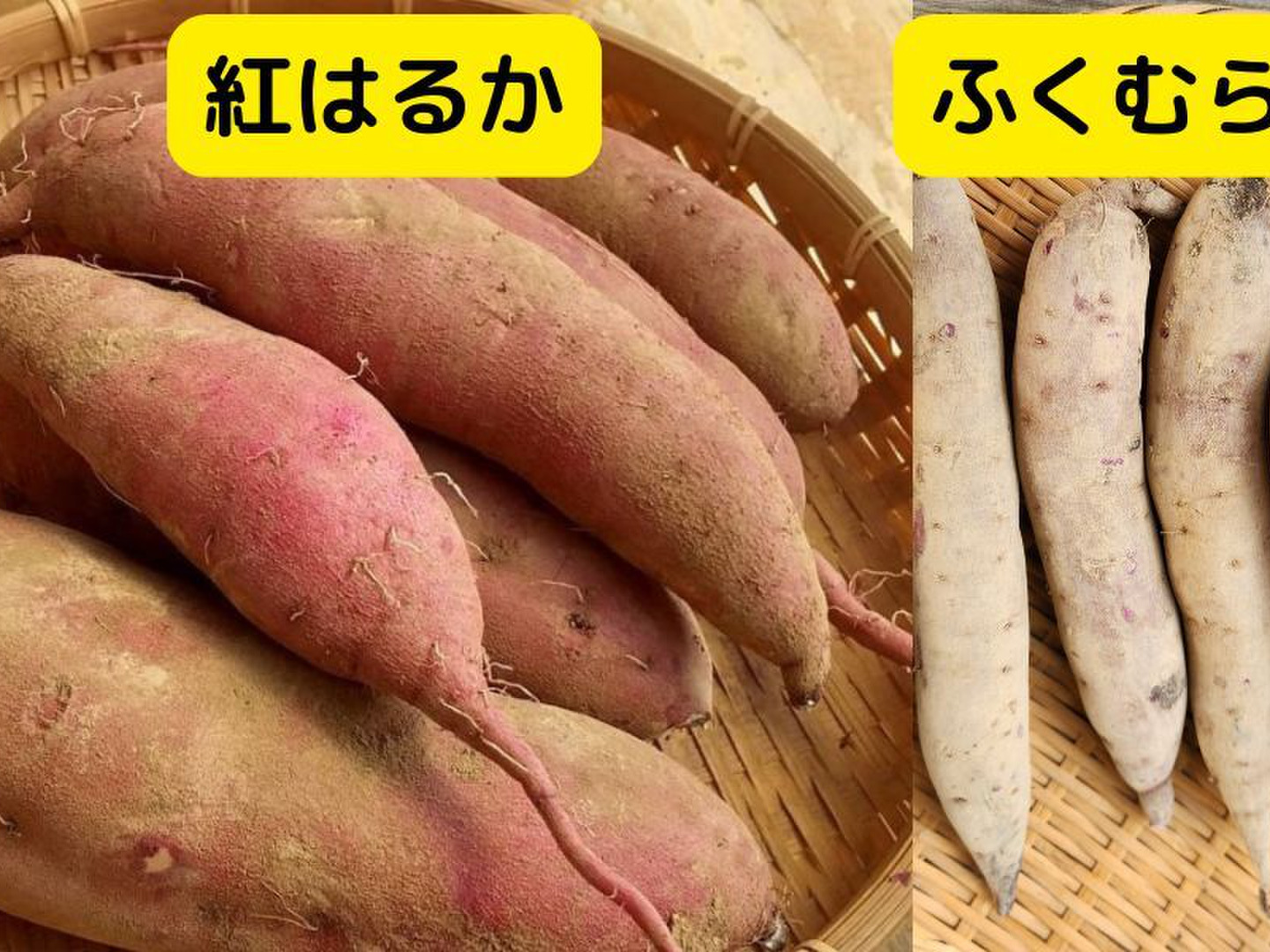 秋のしあわせ：さつまいも「紅はるか&ふくむらさきMIX（5㎏）」 農薬