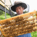 アズマ養蜂場　みつばち農園
