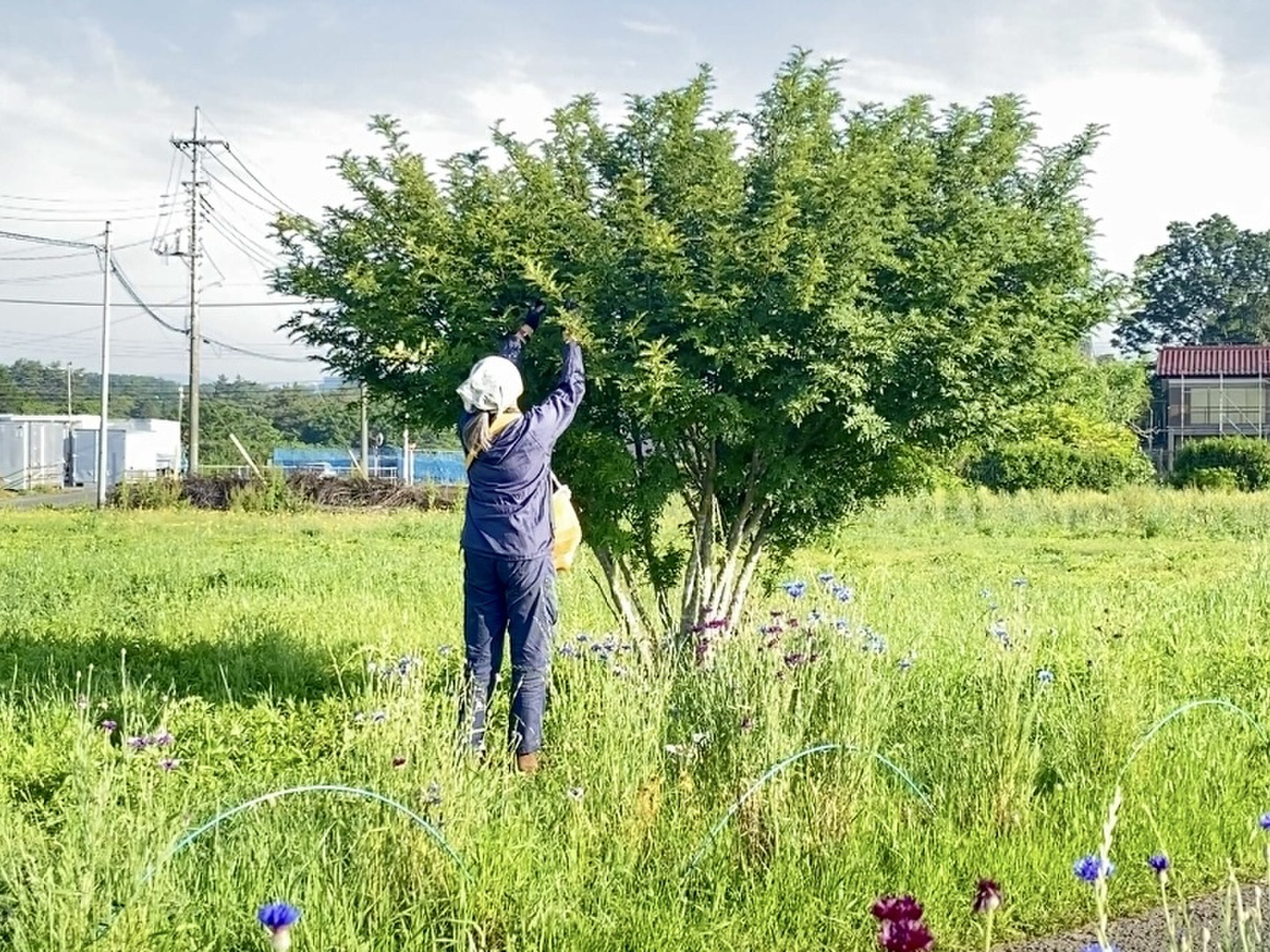 花山椒300g クール便 Sarah Negishi様専用 花山椒300g クール便 - メルカリ