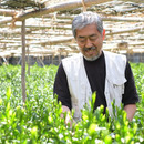 丸利吉田銘茶園