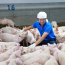 ジェリービーンズ