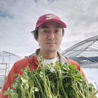 ひない渡辺農園しどけ村