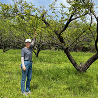 自然栽培梅　箱込み10キロ 自然栽培梅10キロ箱込み 農薬不使用 青梅