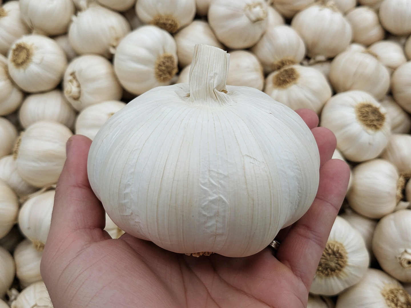 青森県産ニンニク　白玉王　種子20kg 青森県産ニンニク 白玉王 種子20kg 再販決定！】【限定20個】にんにく