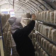 アイディケきのこ事業部