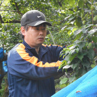 紀州南高梅 優品 サイズ混合10キロ14000円 紀州南高梅 朝採り 当日発送 梅干用 優品 大きなサイズ 3L 4L