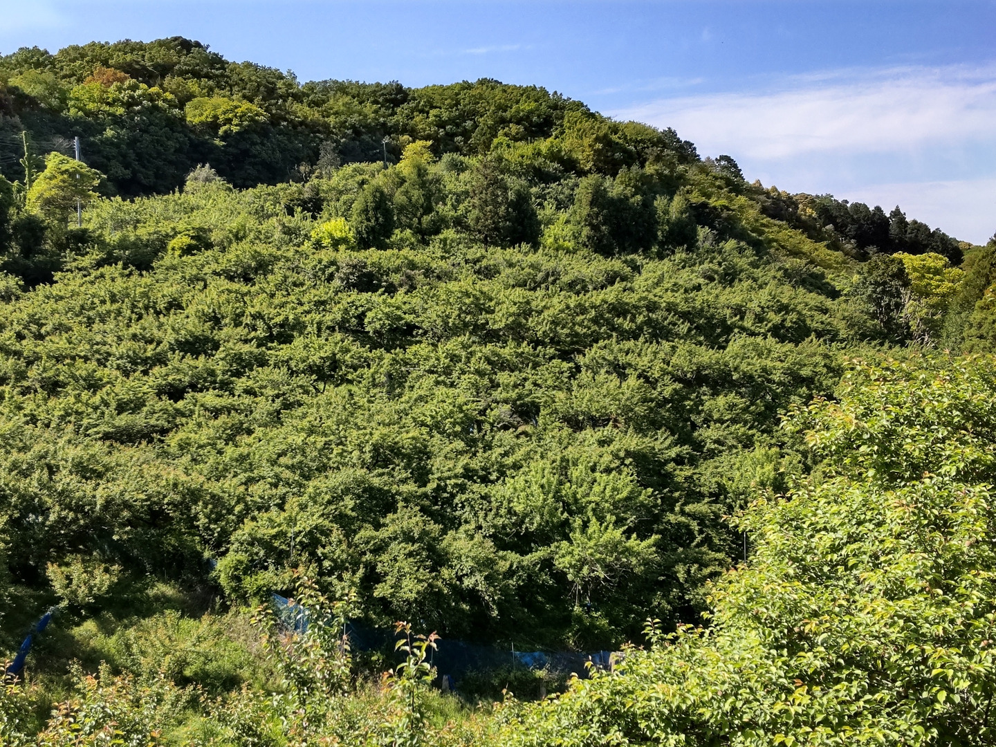 古城梅 青梅 雹傷 2kg 2キロ Lサイズ中心 梅酒向け：和歌山県産