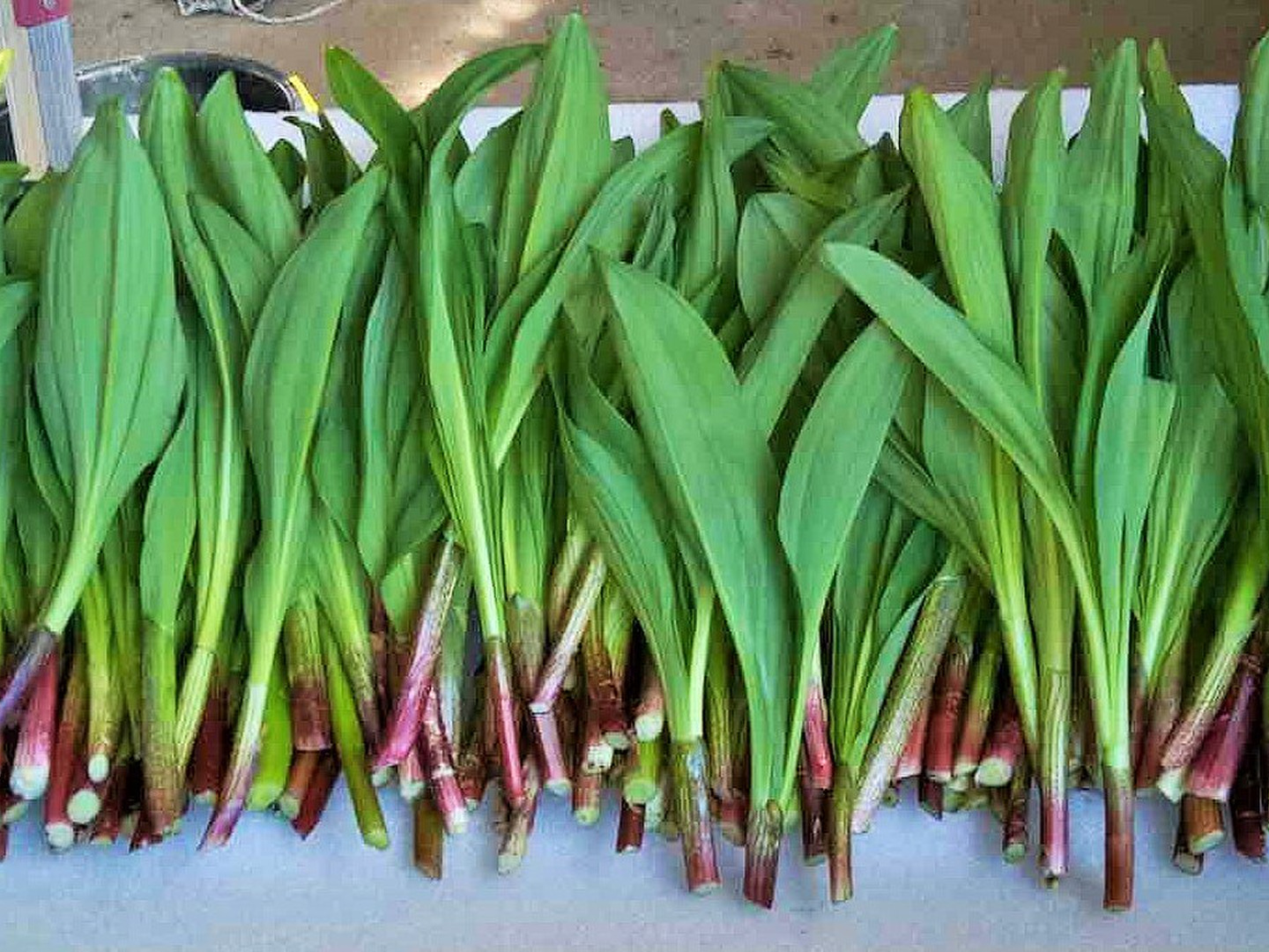 随時発送！太い行者にんにく2kg 「やわらか若葉」幻の山菜：宮城