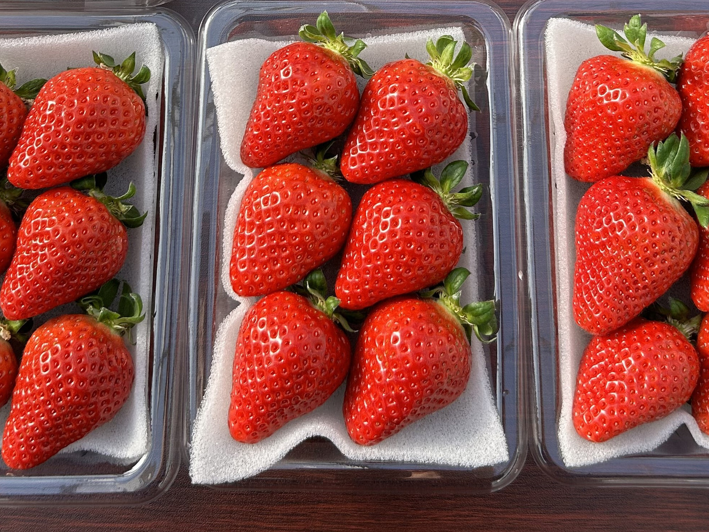 🍓イチゴ🍓 家庭用🍓福岡県産🍓 空中で真っ赤に実る🍓【あまおう