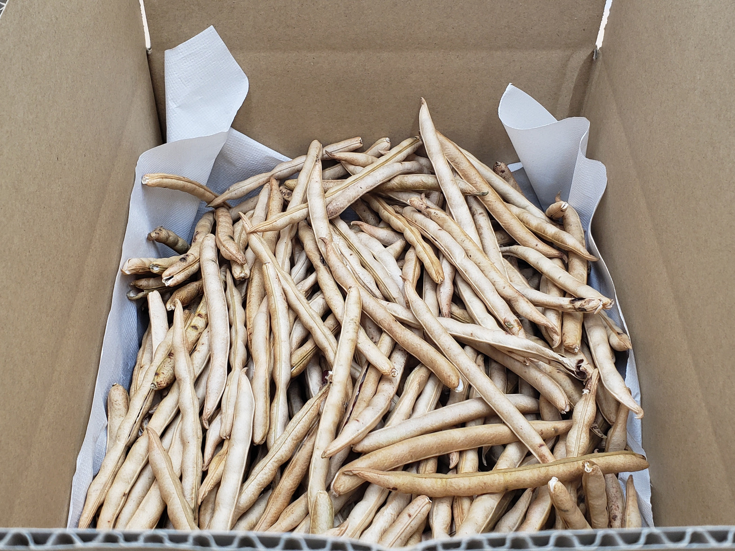 選別体験用】莢付き大納言小豆 1.5kg（選別後正味重量約1kg