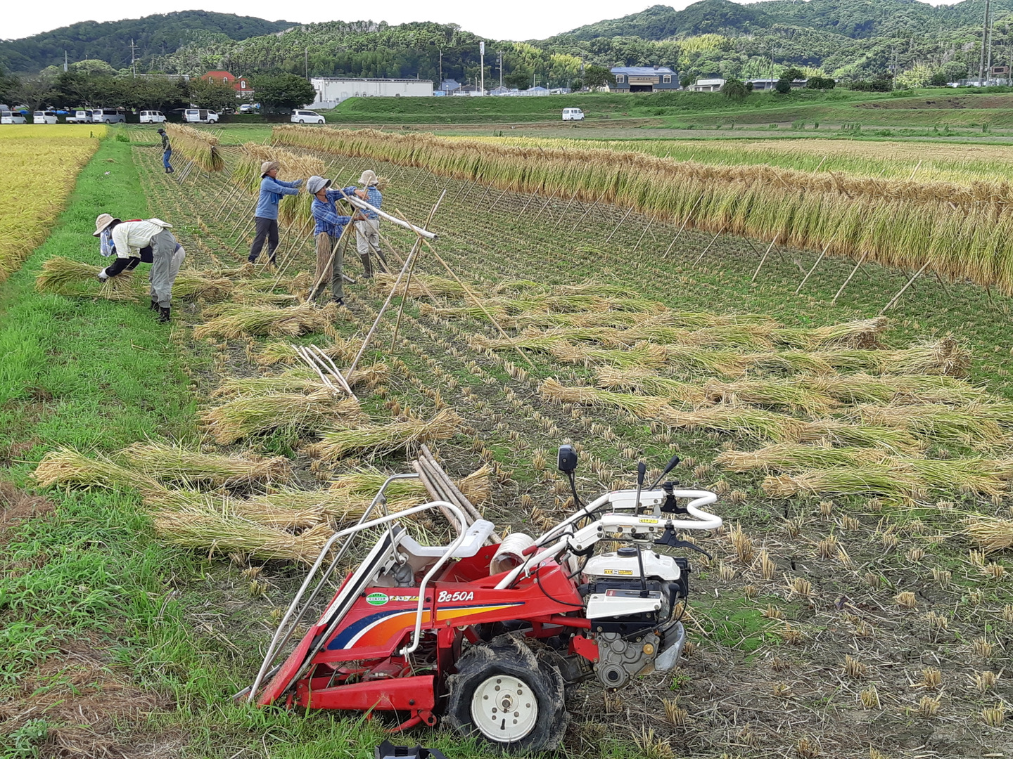 令和6年産】農薬・肥料不使用・天日干し!ササニシキ玄米5 令和6年産】農薬・肥料不使用・天日干し!ササニシキ玄米5