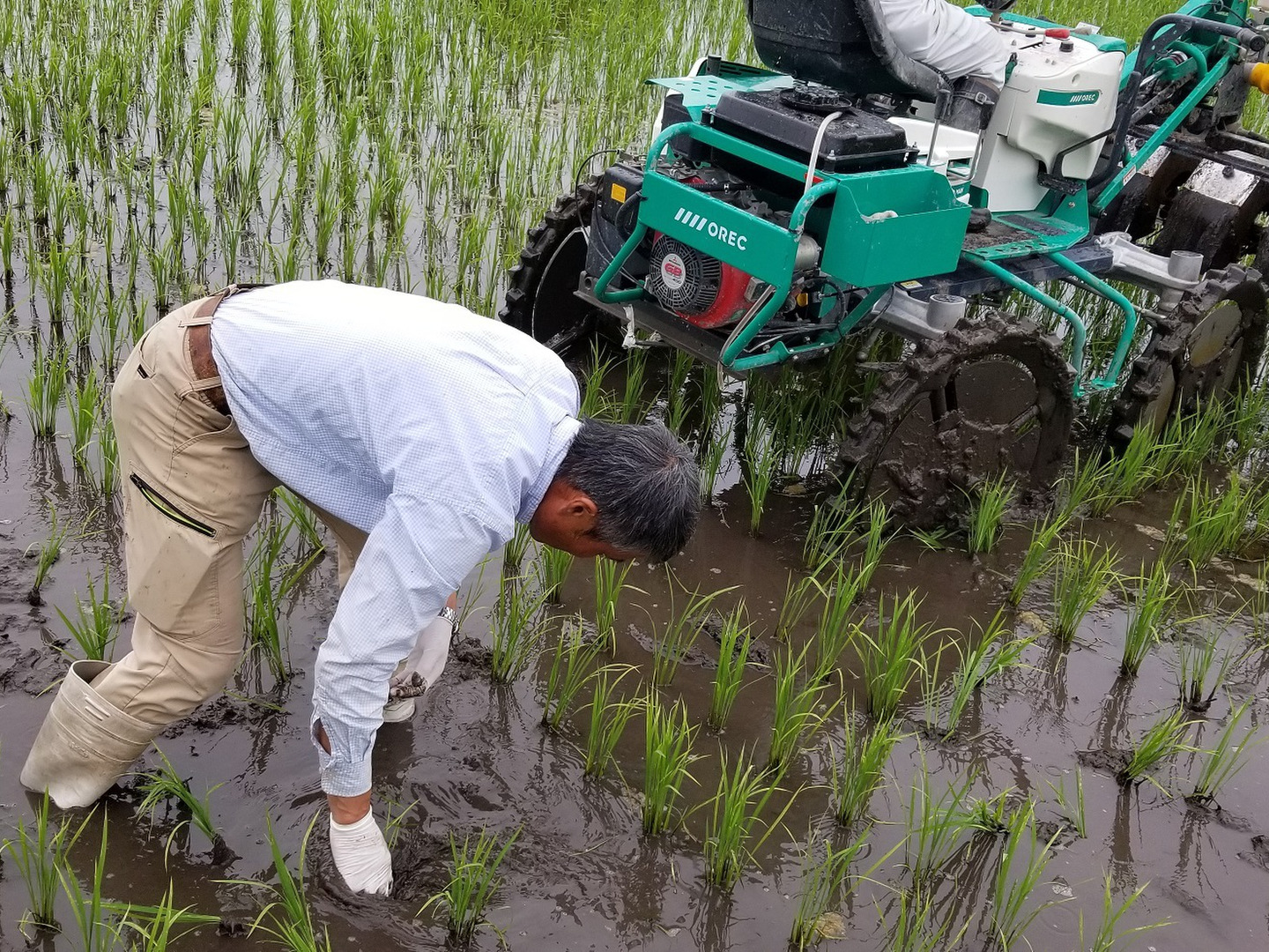 バムセ　ミルキークイーン玄米11Kg 農家直送 新米 令和６年産 11キロ バムセ様専用 ミルキークイーン玄米11Kg 農家直送 新米 令和6