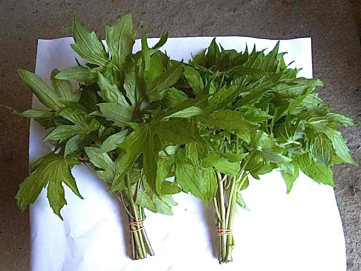 楽天市場】天然・天然山菜シドケ1kg(大小バラ詰め)5月中旬