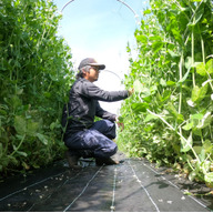 ノヒトファーム