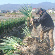 さくらファーム