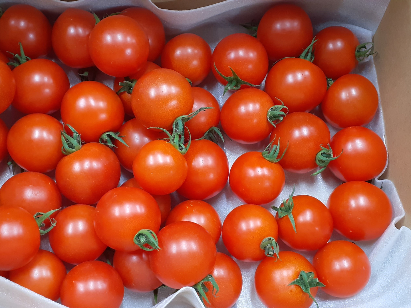 豊富なギフト 783167fd0a99c2d65babd0ba02963f 野菜